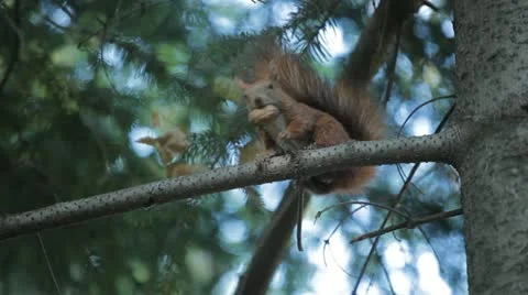 Squirrel Looking, Eating, Running, Searching for Winter Season in Autumn Day Stock Footage 12548689