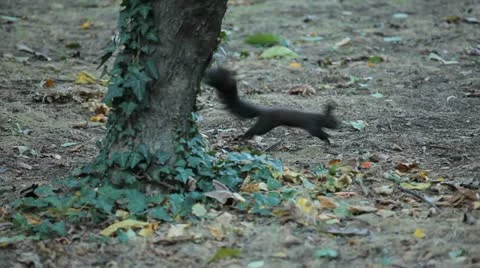 Squirrel Looking, Eating, Running, Searching for Winter Season in Autumn Day Stock Footage 12548805