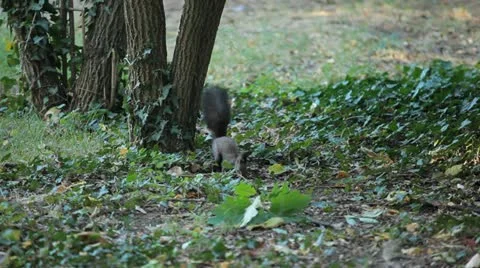 Squirrel Looking, Eating, Running, Searching for Winter Season in Autumn Day Stock Footage 12548847