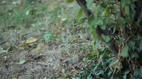 Squirrel Looking, Eating, Running, Searching for Winter Season in Autumn Day Stock Footage 12548848