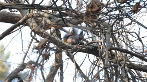 Squirrel Looking, Eating, Running, Searching for Winter Season in Autumn Day Stock Footage 12548866