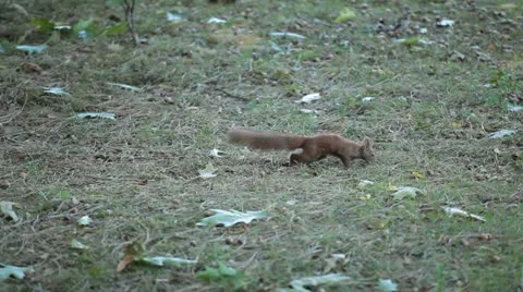 Squirrel Looking, Eating, Running, Searching for Winter Season in Autumn Day Stock Footage 12548876