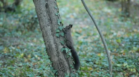 Squirrel Looking, Eating, Running, Searching for Winter Season in Autumn Day Stock Footage 12548932
