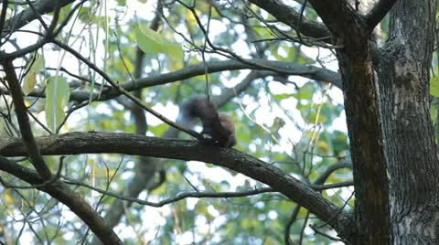 Squirrel Looking, Eating, Running, Searching for Winter Season in Autumn Day Stock Footage 12548967