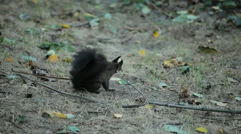 Squirrel Looking, Eating, Running, Searching for Winter Season in Autumn Day Stock Footage 12548976
