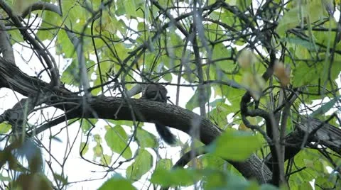 Squirrel Looking, Eating, Running, Searching for Winter Season in Autumn Day Stock Footage 12549062