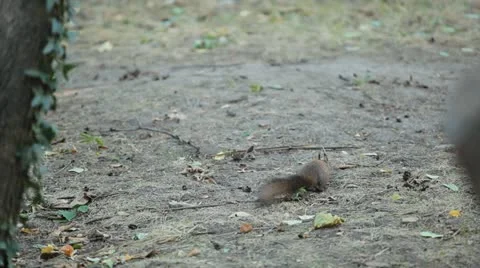Squirrel Looking, Eating, Running, Searching for Winter Season in Autumn Day Stock Footage 12549068