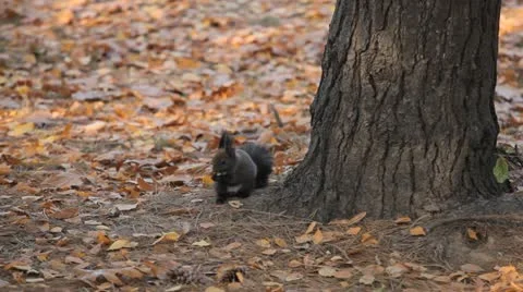 Squirrel Looking, Eating, Running, Searching for Winter Season in Autumn Day Stock Footage 12549101