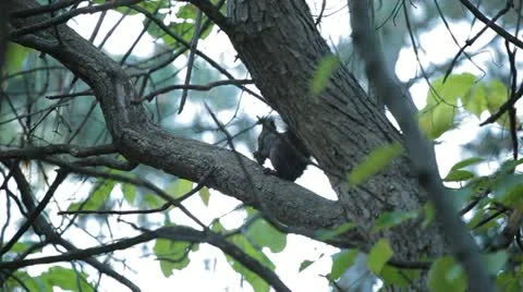 Squirrel Looking, Eating, Running, Searching for Winter Season in Autumn Day Stock Footage 12549149