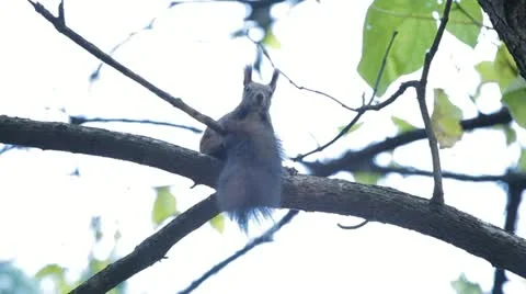 Squirrel Looking, Eating, Running, Searching for Winter Season in Autumn Day Stock Footage 12549249