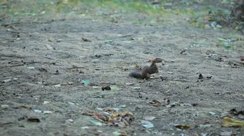 Squirrel Looking, Eating, Running, Searching for Winter Season in Autumn Day Stock Footage 12549323