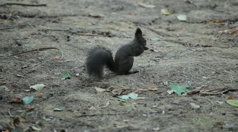Squirrel Looking, Eating, Running, Searching for Winter Season in Autumn Day Stock Footage 12549367