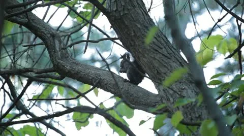 Squirrel Looking, Eating, Running, Searching for Winter Season in Autumn Day Stock Footage 12549398