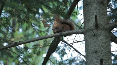 Squirrel Looking, Eating, Running, Searching for Winter Season in Autumn Day Stock Footage 12549453