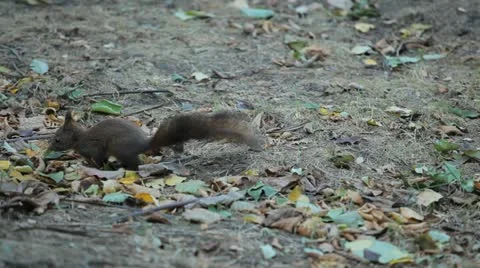 Squirrel Looking, Eating, Running, Searching for Winter Season in Autumn Day Stock Footage 12549559