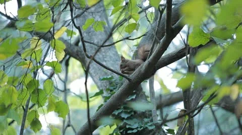 Squirrel Looking, Eating, Running, Searching for Winter Season in Autumn Day Video stock 12549613