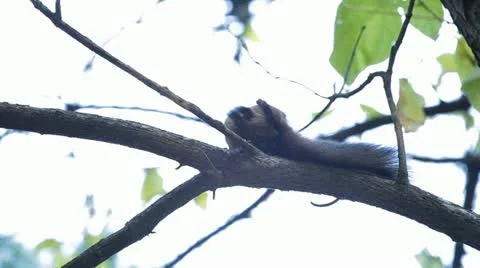 Squirrel Looking, Eating, Running, Searching for Winter Season in Autumn Day Stock Footage 12549642