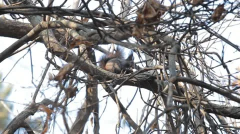 Squirrel Looking, Eating, Running, Searching for Winter Season in Autumn Day Stock Footage 12549752