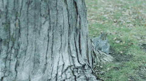 Squirrel looking for Food 01 Stock-Footage 59933008