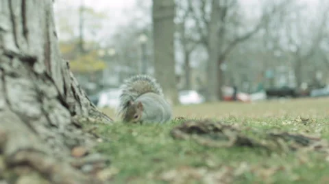 Squirrel looking for Food 02 Stock-Footage 59933045