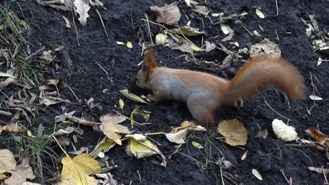 Squirrel is looking for food on earth Stock Footage 127426109