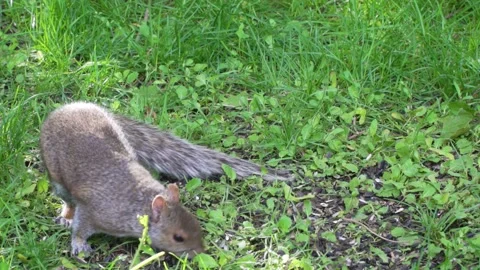 Squirrel looking for food in a field of grass 2 Vídeos de archivo 232152860