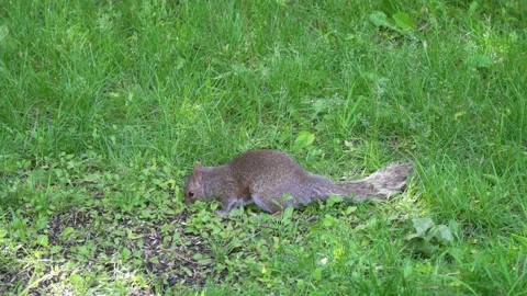 Squirrel looking for food in a field of grass Vidéo 232152867