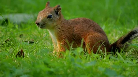 Squirrel looking for food Vídeos de archivo 12357124
