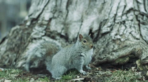 Squirrel looking for Food  Stock-Footage 59933049