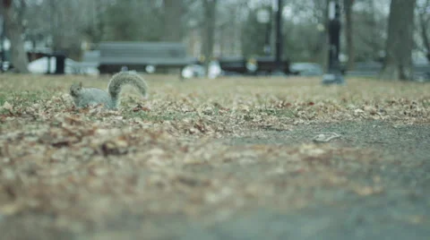 Squirrel looking for Food  Stock-Footage 59933075