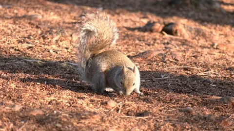 Squirrel looking for food Stock Footage 128522203