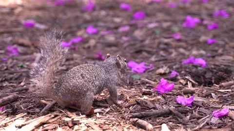 Squirrel looking for food Stock Footage 136714893