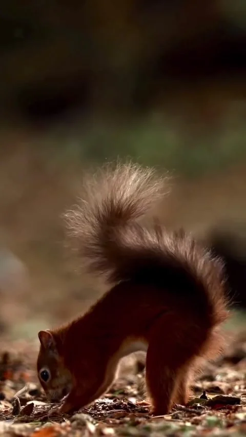 A squirrel looking for food Stock Footage 321184707