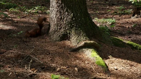 Squirrel is looking for food in the forest. 動画素材 115238161