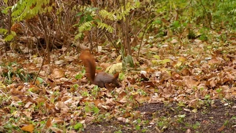 The squirrel is looking for food in the forest. Stock Footage 196087812