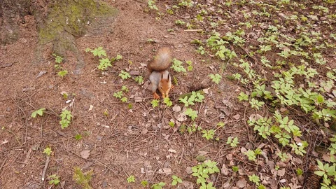 Squirrel is looking for food in the forest. Squirrels molt in spring. Stock Footage 129251641