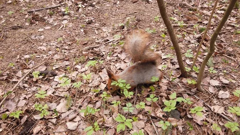 Squirrel is looking for food in the forest. Squirrels molt in spring Video stock 129251702