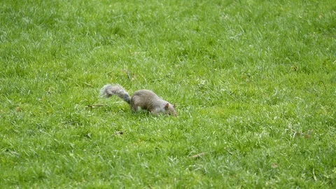 Squirrel looking for food on grass 4k footage Stock Footage 110487204