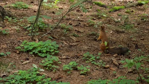 A squirrel is looking for food that has been consumed. 動画素材 116539629