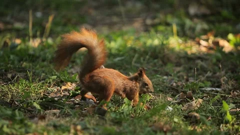 Squirrel looking for food hidden Stock-Footage 163924592