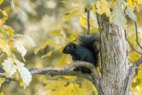 Squirrel looking for food Stock Photos