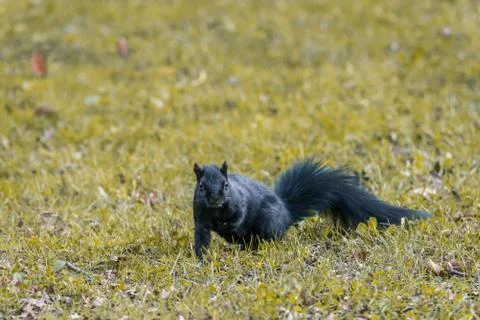 Squirrel looking for food Stock Photos