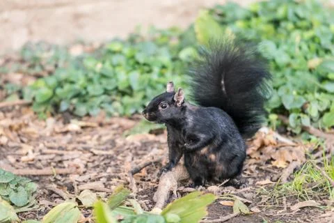 Squirrel looking for food Stock Photos