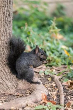 Squirrel looking for food Stock Photos