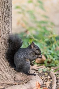 Squirrel looking for food Stock Photos