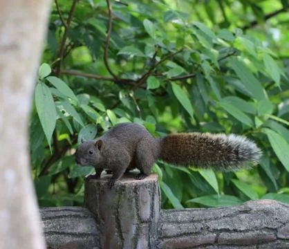 Squirrel looking for food Stock Photos