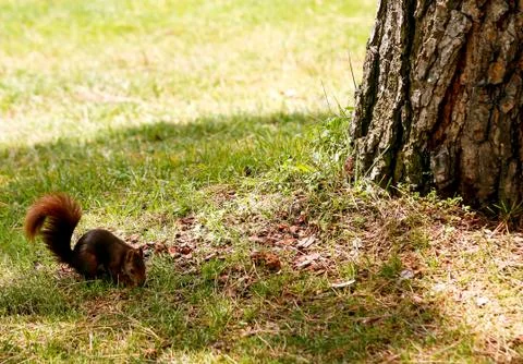 A squirrel looking for food Stock Photos
