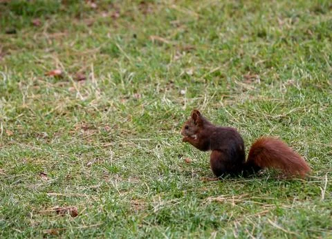 A squirrel looking for food Stock Photos