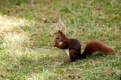 A squirrel looking for food Stock Photos