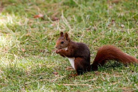 A squirrel looking for food Stock Photos